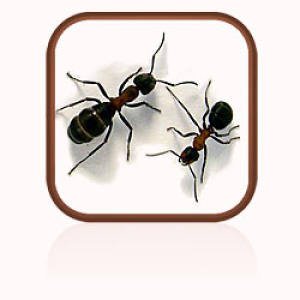 Two black ants