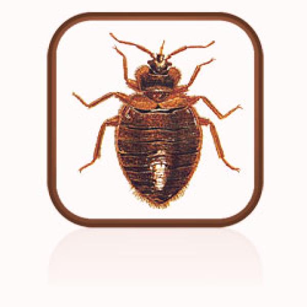 A close up of a brown bed bug