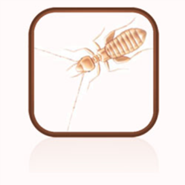 A pale white booklice