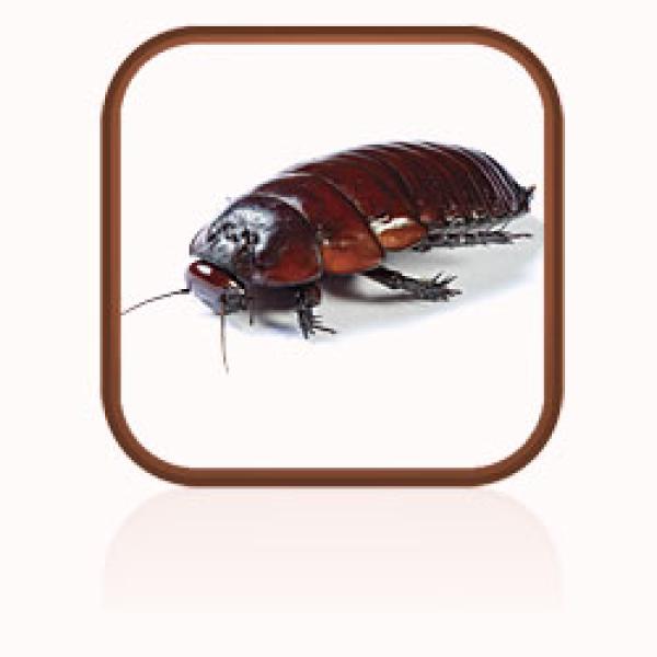 A brown cockroach