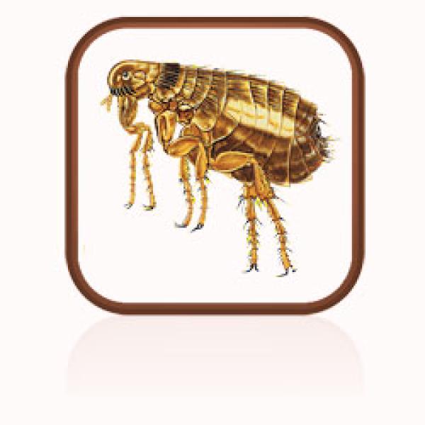 A close up of a flea
