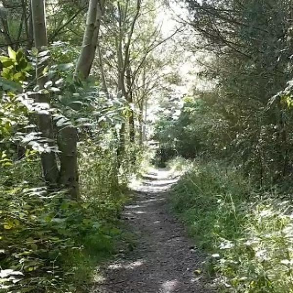 A dirt trail in a wood with green foliage at both sides along with trees