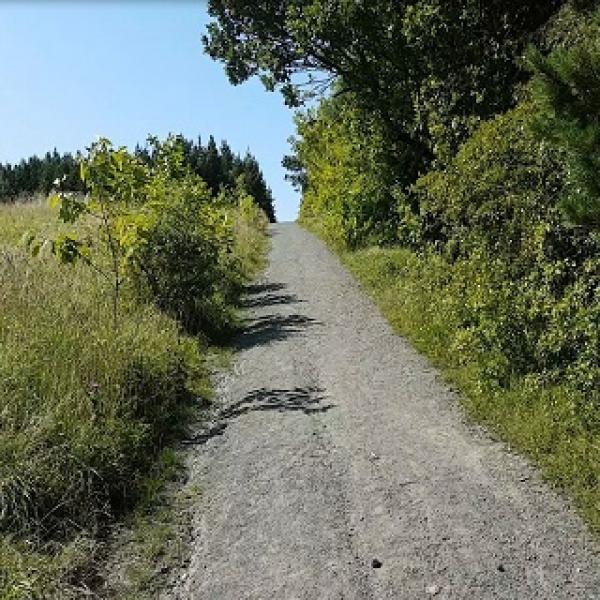 A compacted stone trail with green foliage at the sides.