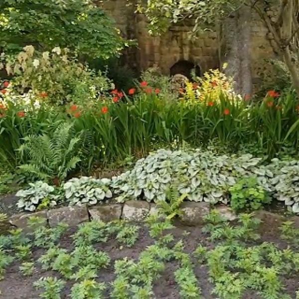A flower bed with different flowers growing
