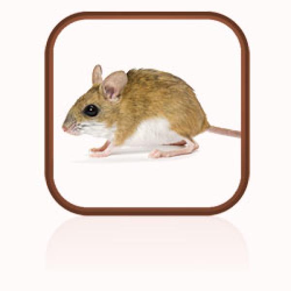 A small brown mouse
