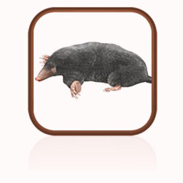 A small dark brown mole