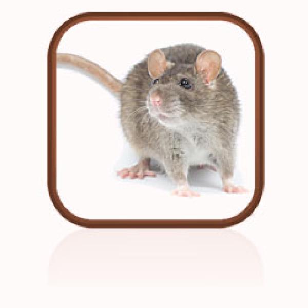 A grey brown rat