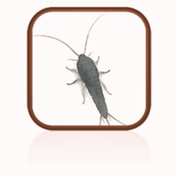 A close up of a grey silverfish