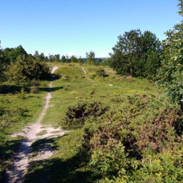 A open trail white from the chalk showing. The trail goes through a grass area