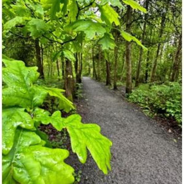 A compacted stone footpath with green foliage at the sides