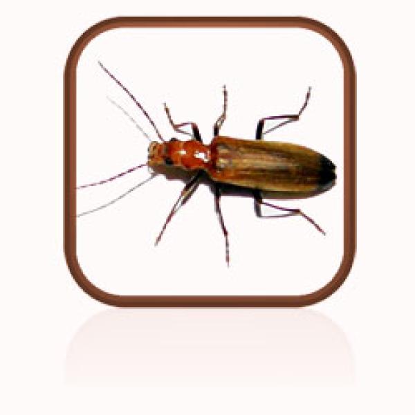 Wharf-borer