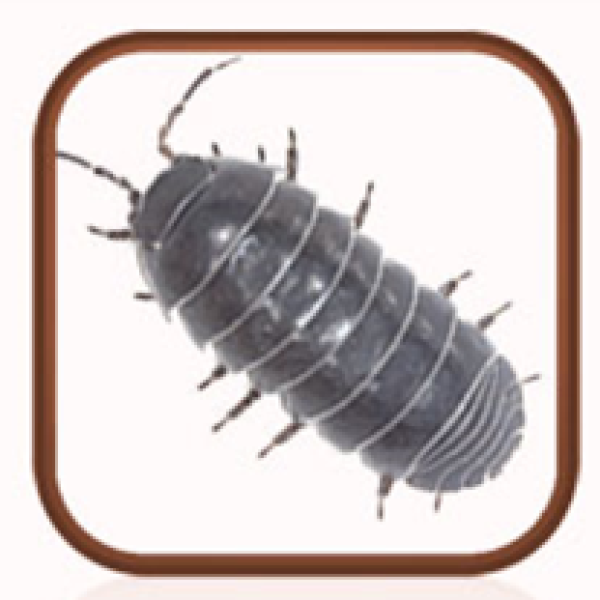 A woodlouse