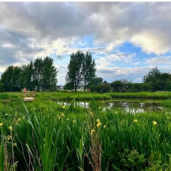 A pond with large reeds growing at the sides